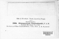 Marssonina toxicodendri image